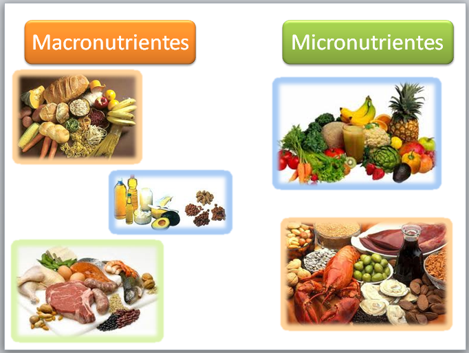 Conceptos Nutricionales 0978